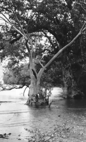 Pohon Mange-2; Sacred symbol of this Pela Gandong. 